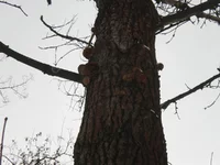 P1220015.webp
