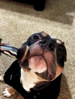 93c76ad812c95331a74774dda4d2c8ed38dab4cf.gif