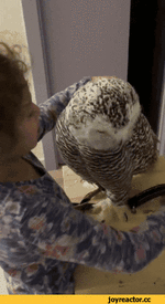 036abf18175bab0338.gif