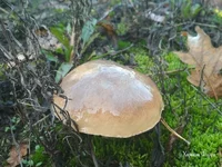 d99d4bce662efc744e77.webp