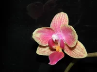 P1203240.webp