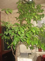 IMG_0088.webp