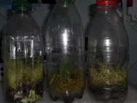 DSCN0130q.webp