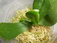 DSCN0133q.webp
