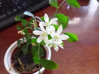 SAM_1063.webp