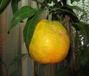 IMG_0227.webp