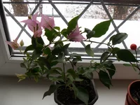 SAM_1052.webp