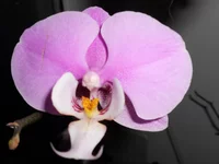 DSCN0139q.webp