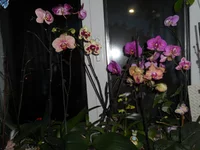 DSCN0146q.jpg