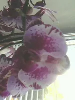 IMG0039A.jpg