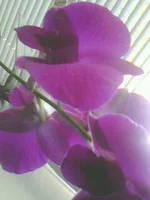 IMG0040A.webp