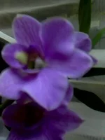 IMG0042A.jpg