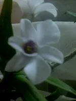 IMG0043A.webp