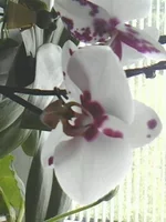IMG0044A.jpg
