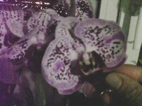 IMG0130A.jpg