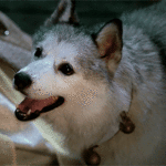c250dc8f9cab3476d21a693a4dee0029752216fa.gif
