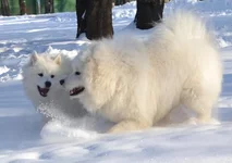 033.webp