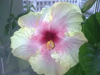 001.webp