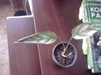 0542.webp