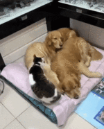 3-Dogs-1-Cat.gif