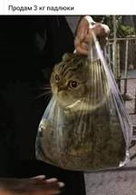 attachment.jpg