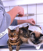 1c2a489a2fd557c44ea1ab9f08917a09107c8821.gif