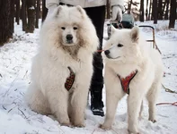 z_b038b829 (1).webp