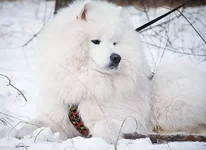 z_d7e2206d.webp