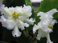 Lacey's Determination_2153.webp