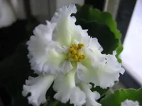 Lacey's Determination_2154.webp