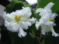 Lacey's Determination_2156.webp