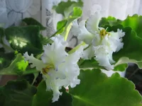 Lacey's Determination_2178.webp