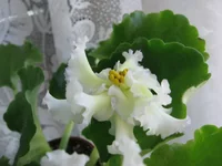 Lacey's Determination_2179.webp