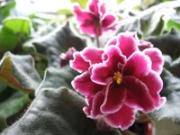 Red Lantern_2148.webp