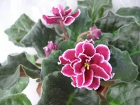 Red Lantern_2149.webp