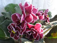 Red Lantern_2174.webp