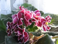 Red Lantern_2175.webp