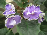 -Легкая грусть_2120.webp