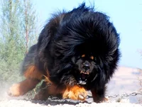 angry-tibetan-mastiff.jpg