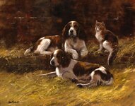 Springer Spaniels and a cat in a kennel.jpg