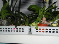 DSCN0172q.webp