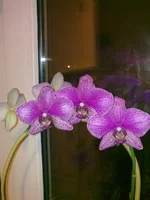 31012012273.webp