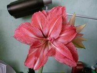 P1020374q.webp