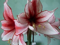 P1020378q.webp