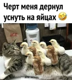 fe3e5efdba4677a14af.webp