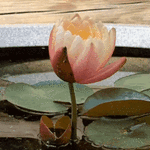 bf655471b4aa521c7865a0a29aef6c6a6ae872ca.gif