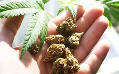 cannabis.jpg
