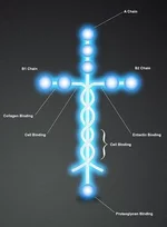  он ламинин.webp