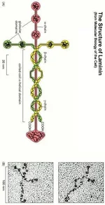  еще ламинин.webp