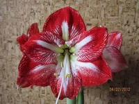 Resize of Resize of IMG_0253.webp
